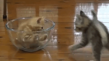 Kittens In A Bowl GIF