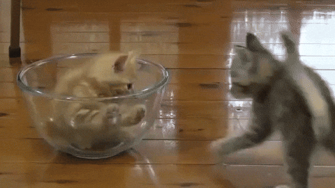 giphy.gif?cid=4d1e4f2918ab15372e74cdf011ff6a5b0dc14034117eaa04&rid=giphy.gif