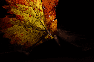 Rotaciã³N Monastrell GIF