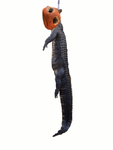 gator
