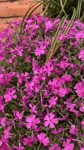 Balcone.fiorito GIF