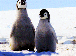 what do you think about penguins