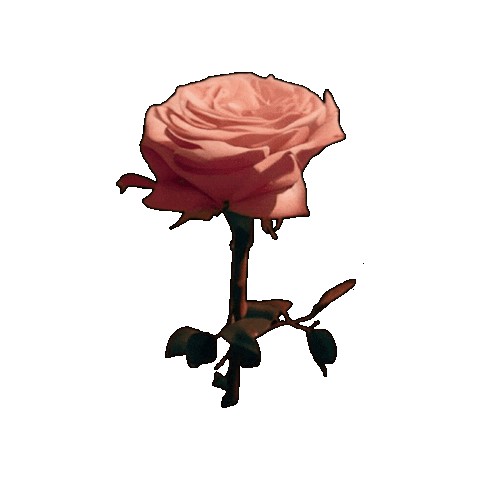 Rosa Sticker