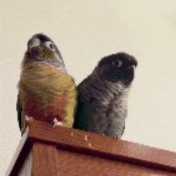 Potato Parrot GIF