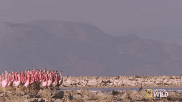 national geographic dance GIF by Nat Geo Wild