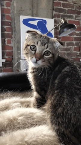Kitten Love GIF