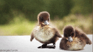 Happy Duckling GIF - Find & Share on GIPHY