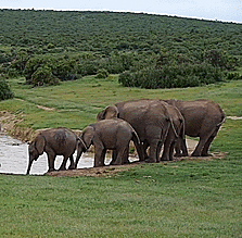 baby elephant GIF