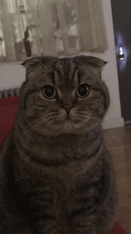 Cat Chianti GIF by The Brothers Frost