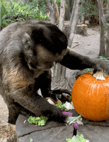smash smashing pumpkins GIF by San Diego Zoo