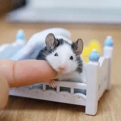 Little Mouse GIF