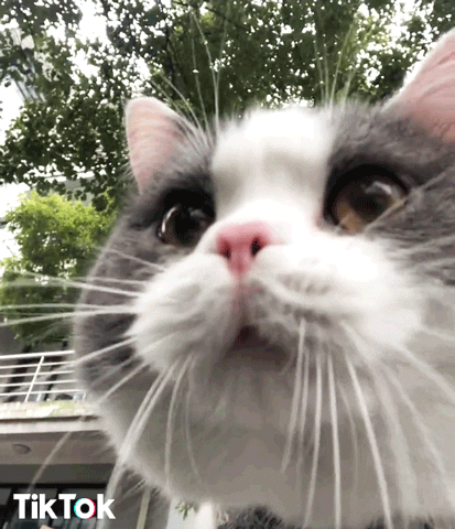 Video gif. A cute gray and white cat with puffy cheeks licks his chops.