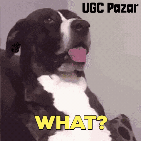 Cat What GIF by UGCPazar