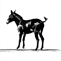 Vintage GIF by FlipBooKit