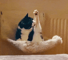 FeinrippStudios cat unbothered spa day spaday GIF