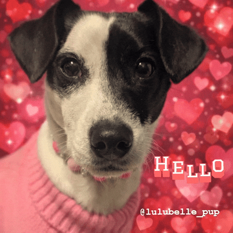 Hello Dog GIF