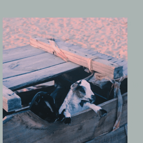 Verified Fresh GIF