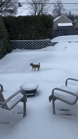 Snow Dogs GIF by Storyful