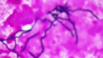 Candida Albicans Blood GIF by Ansel Oommen