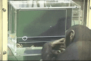 monkey research chimp chimpanzee chimpanzees