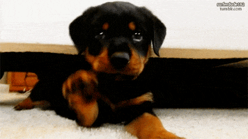 Look Puppy GIF