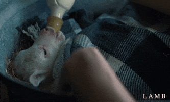 Noomi Rapace Sheep GIF by Madman Films
