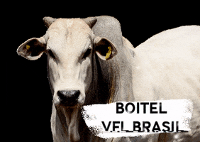 VFL BRASIL GIF