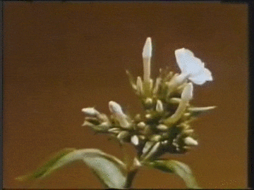 a close up of a flower with a brown background