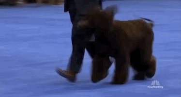 national dog show 2018 GIF by NBC