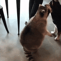 adorable raccoon GIF