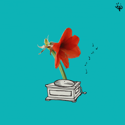 Gif s hracím kresleným magnetofonem ve tvaru červené květiny. 