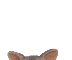 Magic Manufactory Sticker