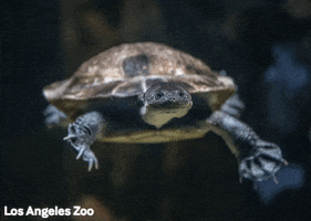 Los Angeles Zoo Dance GIF by Los Angeles Zoo and Botanical Gardens