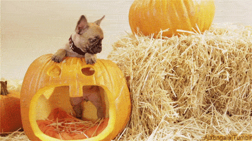 dog animals halloween puppy pumpkin GIF