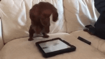 Video gif. A dachshund puppy jumps repeatedly on an ipad on a couch making what looks like paw prints pop up on the screen. 