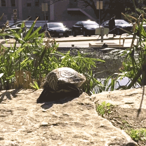 Turtle Love GIF by College of Natural Sciences, UT Austin