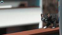 via GIPHY  Funny gif, Funny cat memes, Funny gifs fails