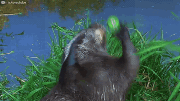 Otter Bitcoin Cash GIF