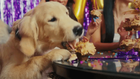 Its-my-dog-birthday GIFs - Get the best GIF on GIPHY