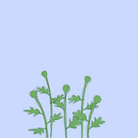 Art Blooming GIF by David Koblesky