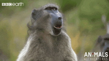 Wildlife gif. A baboon yawns in boredom, tilts their head back, and stretches their tongue. 