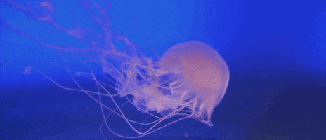 the little prince jellyfish GIF by The Orchard Films