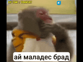 Monkeys GIF