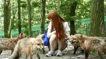 japan foxes GIF by Digg