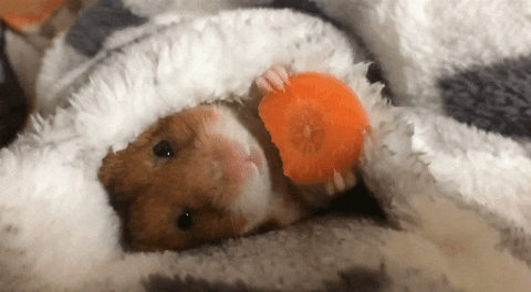 Time For Bed Loop GIF - Find & Share on GIPHY