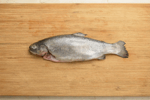 Fish GIF