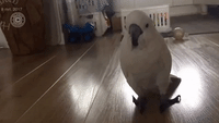 Cockatoo Flustered by Wind-Up Birds