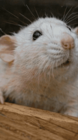 SQUATRAT GIF
