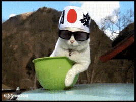 cat business GIF