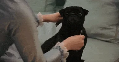sofia coppola pug GIF